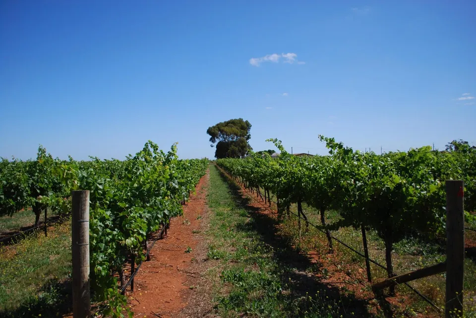 Rows of grapevines on red terra rossa soil at Coonawarra