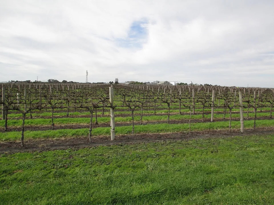 Coonawarra vineyard in winter