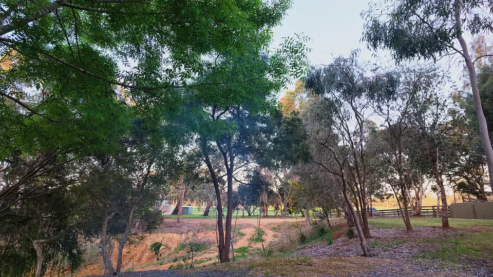 Gum trees on the farm