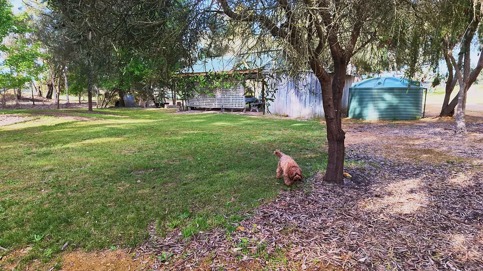 Dog relaxing in the garden near the cabins