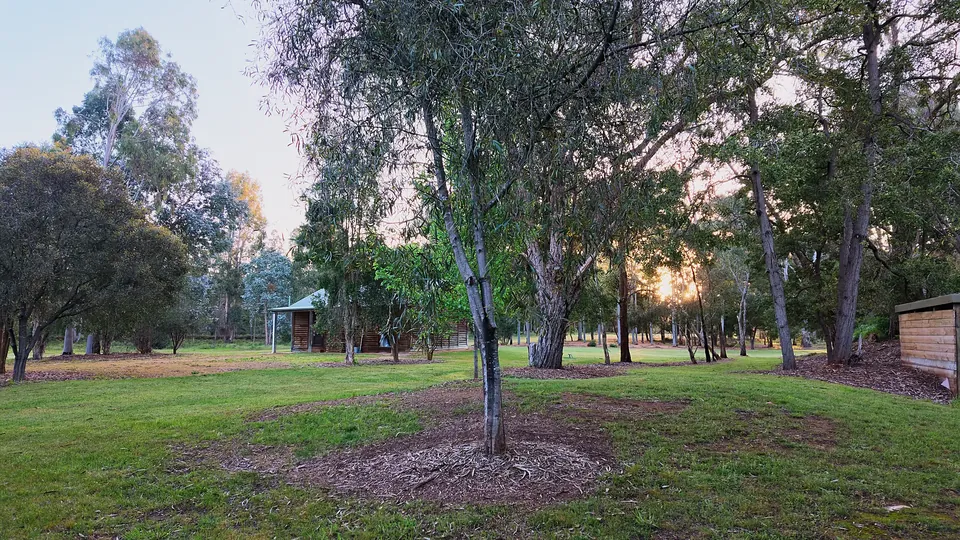 Lawns and gum trees at golden hour