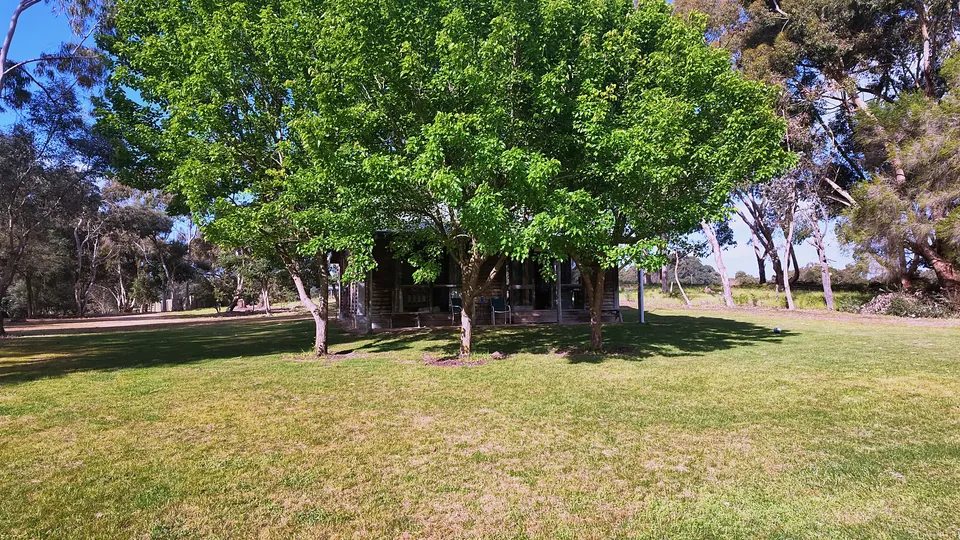 Shade tree lawn