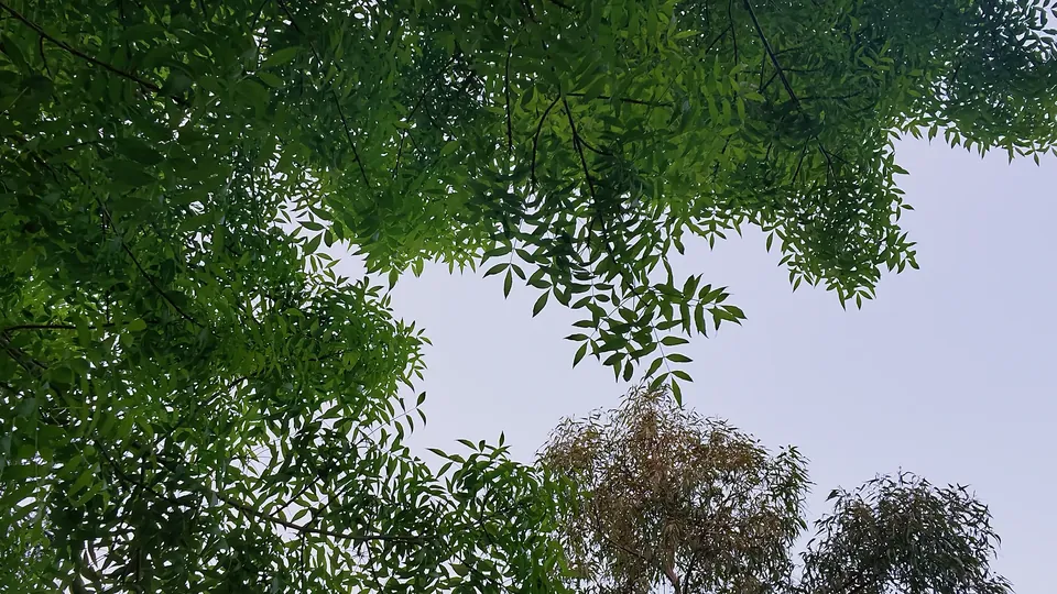 Tree canopy