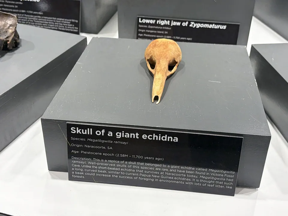 Giant echidna skull on display at the Wonambi Fossil Centre